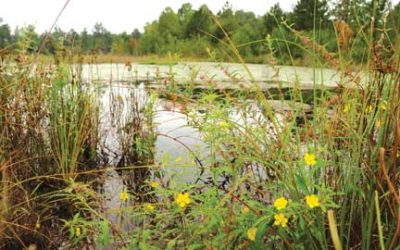 Ditch Pond Heritage Preserve/Wildlife Management Area